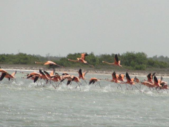 Flamingos corriendo